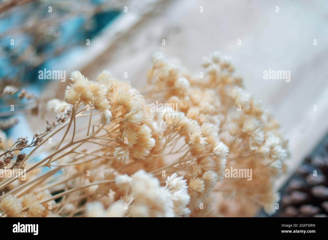 Beigefarbene trockene Blüten auf dem Tisch Stockfoto