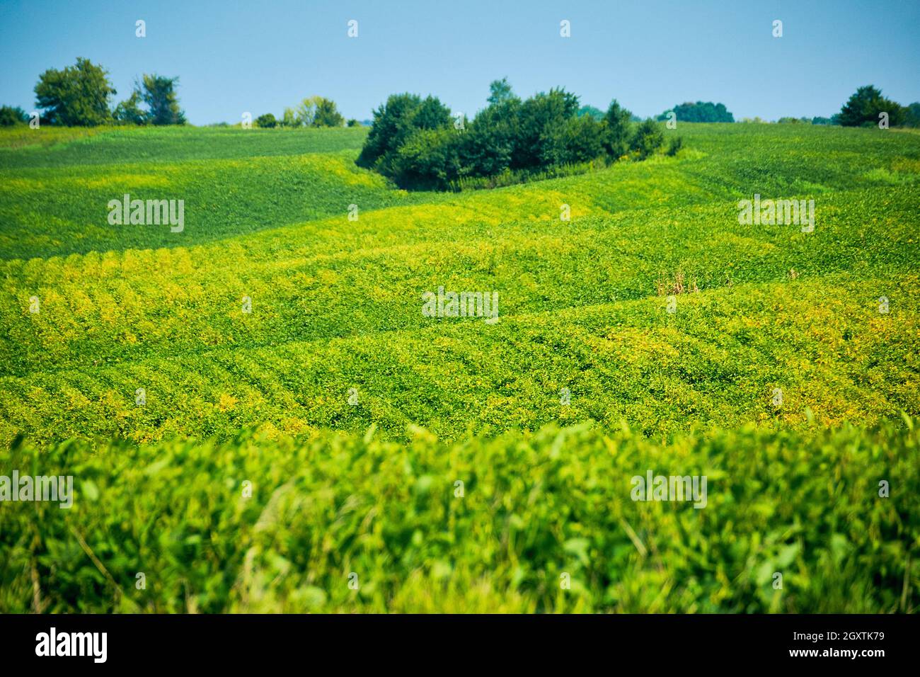 Offenes Farmfeld von gelb und grün Stockfoto