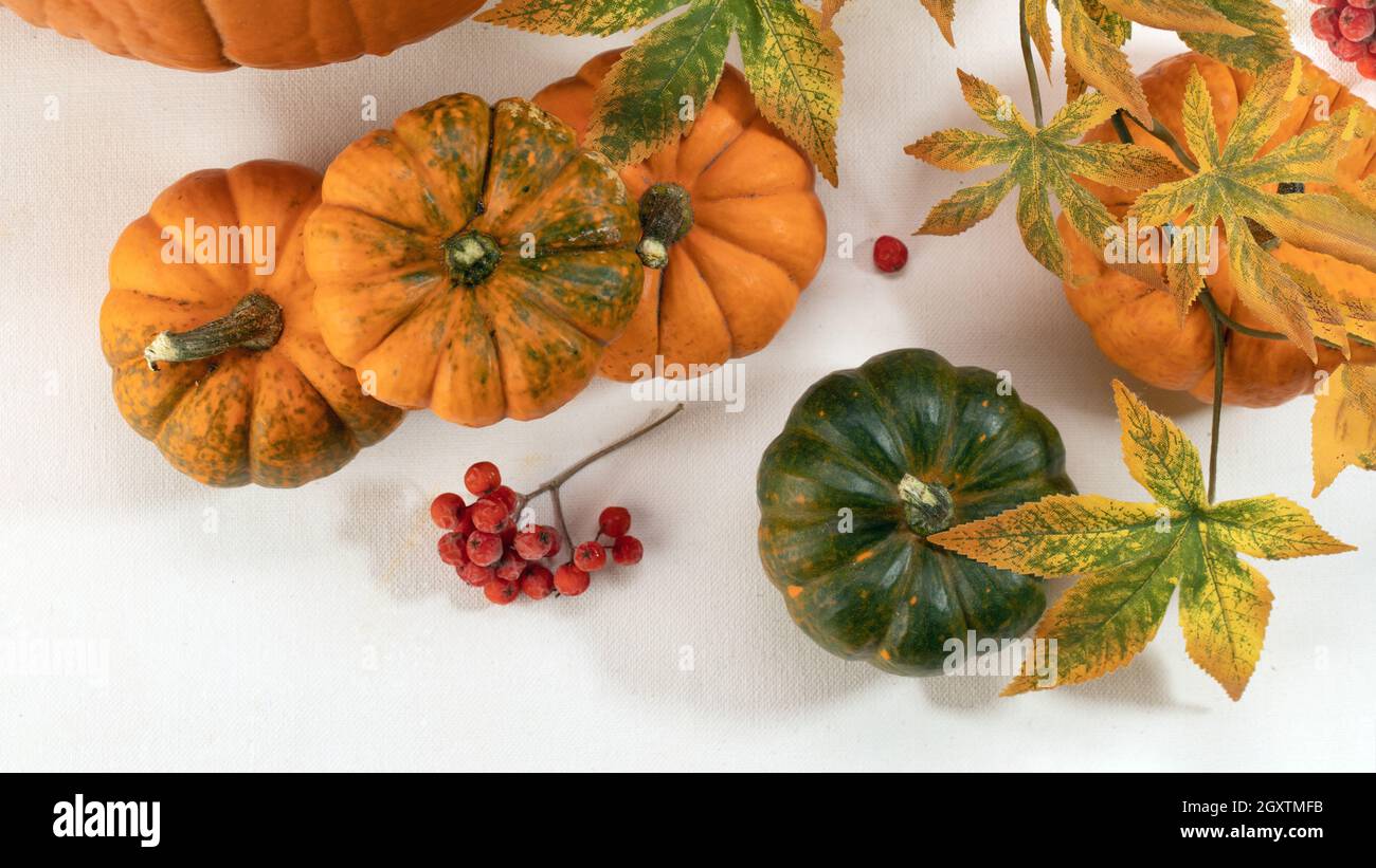 Großer Herbst Set von Kürbissen, Ahornblättern und Vogelbeeren auf weißem Hintergrund. Thanksgiving und Herbstelemente. Stockfoto