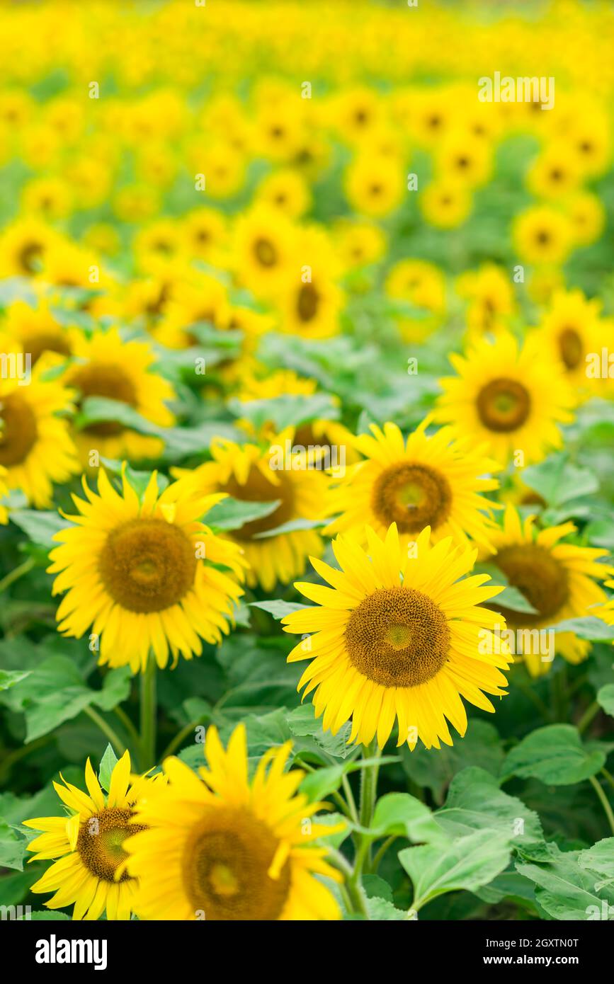 Sonnenblumen in voller Blüte im Blumenpark, Jilin, China Stockfoto
