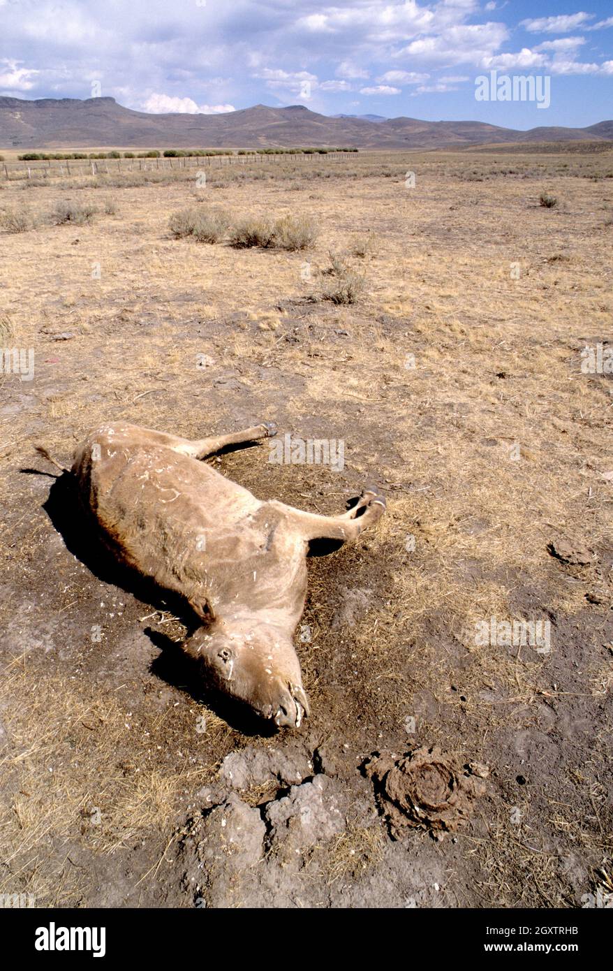Tote Kuh in extrem schlechter Qualität in Süd-Zentral-Idaho Stockfoto