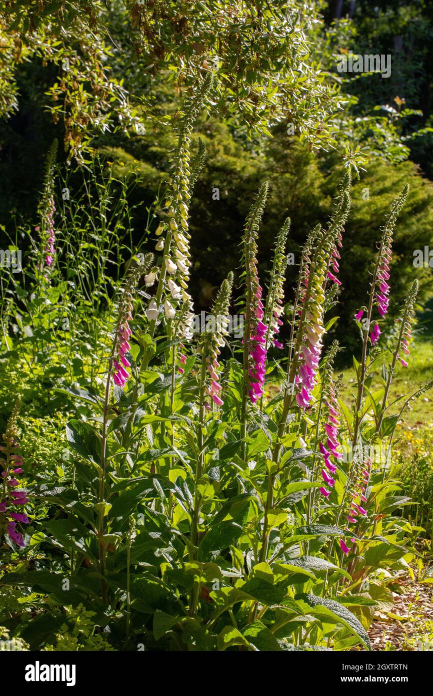 Fingerhandschuhe (Digitalis purpurea). In Blüte. Gruppiert, seitlichem Sonnenlicht. Garten, Waldrand. Attraktive bis lange Proboscis Insekten, Bienen, Norfolk Stockfoto