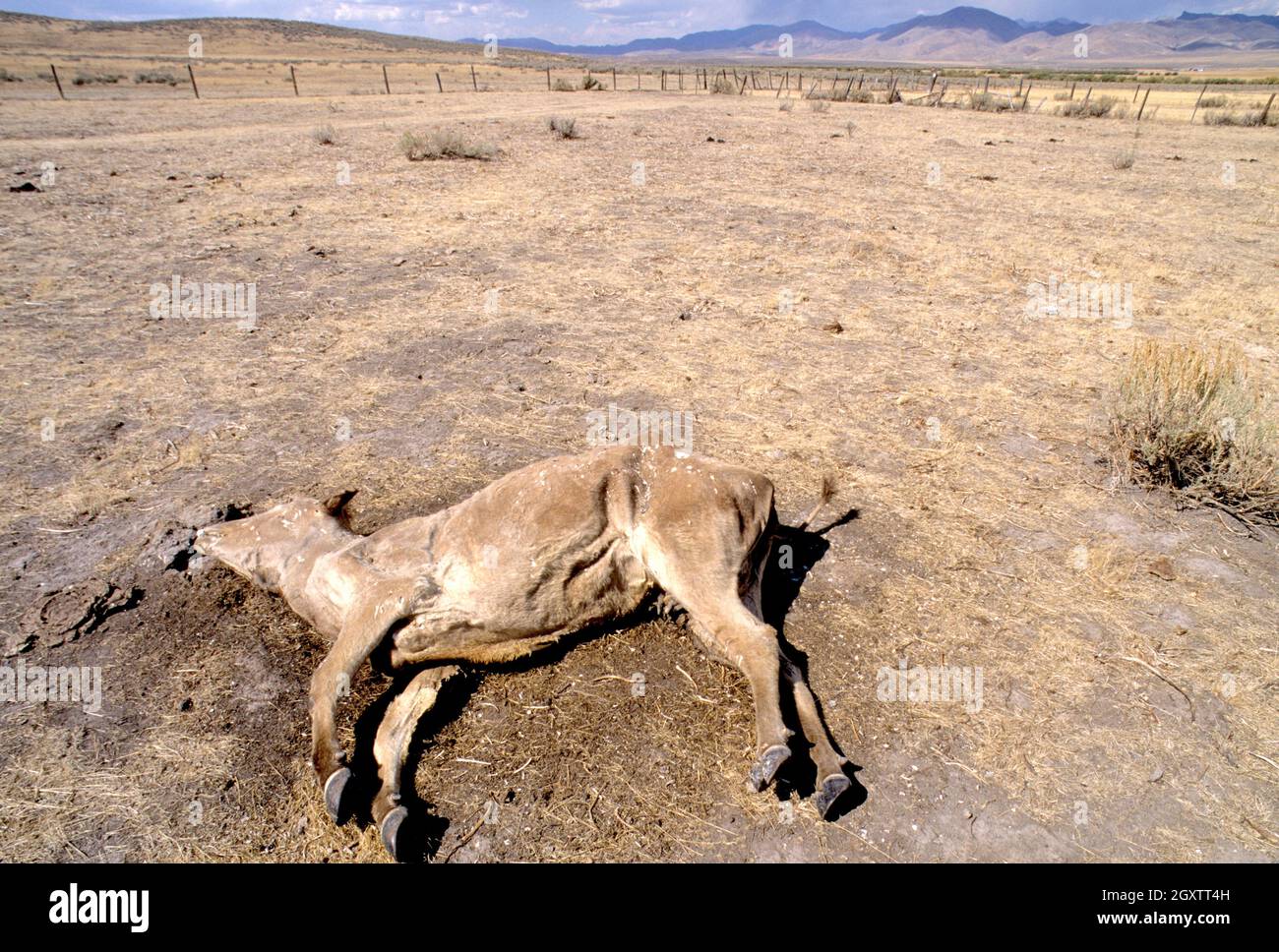 Tote Kuh in extrem schlechter Qualität in Süd-Zentral-Idaho Stockfoto