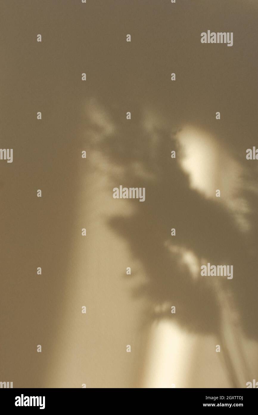 Pampas Gras natürlichen abstrakten Hintergrund. Neutraler Ton, modische natürliche Schatten, beige Sandfarben für Designs. Flauschiges Grasmakro Stockfoto