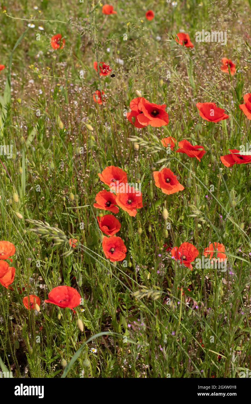 Feldmohn (Papaver rhoeas), blühend unter anderen selbstgesät einjährigen Pflanzen an die Oberfläche gebracht gestörten Boden um den Umfang einer Sorte Stockfoto