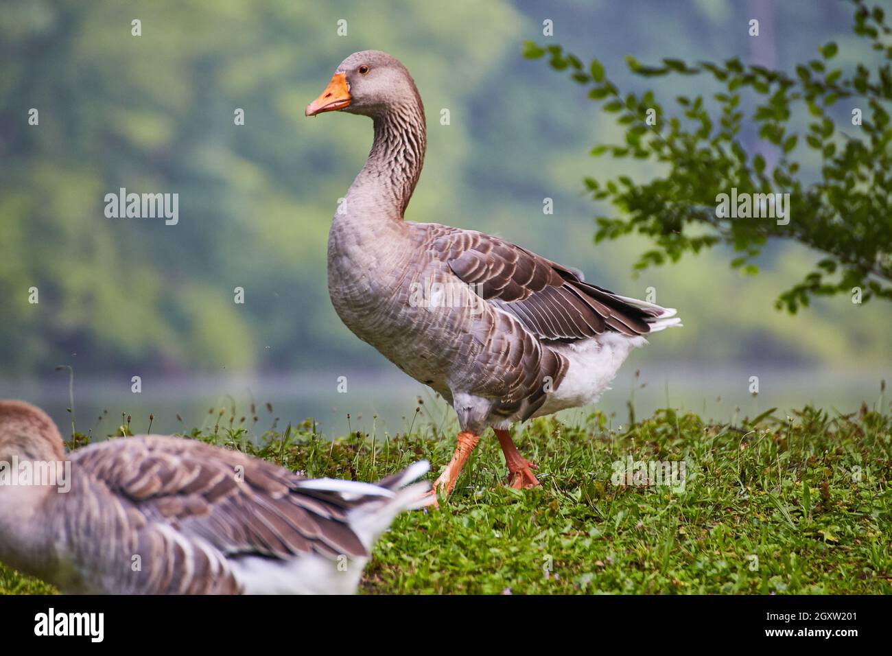 Nahaufnahme einer großen Ente mit Orangenschnabel neben Wasser auf grünem Gras Stockfoto