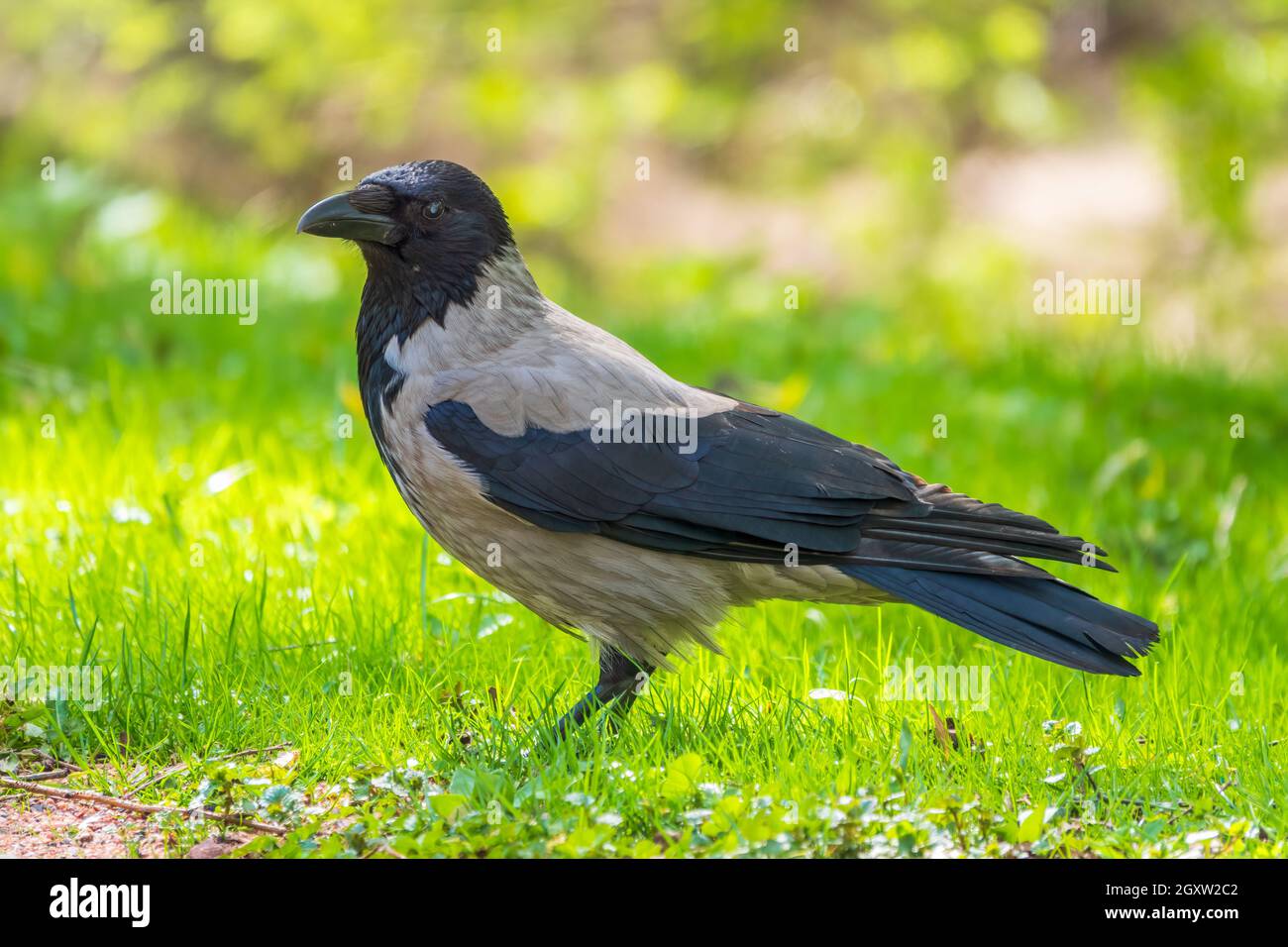 Schwarze Krähe geht auf grünem Rasen. Rabe auf Gras. Wilder Vogel auf