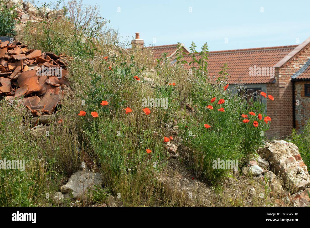 Mohn (Papaver rhoeas), blüht zusammen mit anderen selbstgesät einjährigen Pflanzen, Brennnesseln, Urtica dioica, Sow-Distel, unter Baumeister Ziegel und Mörser ru Stockfoto