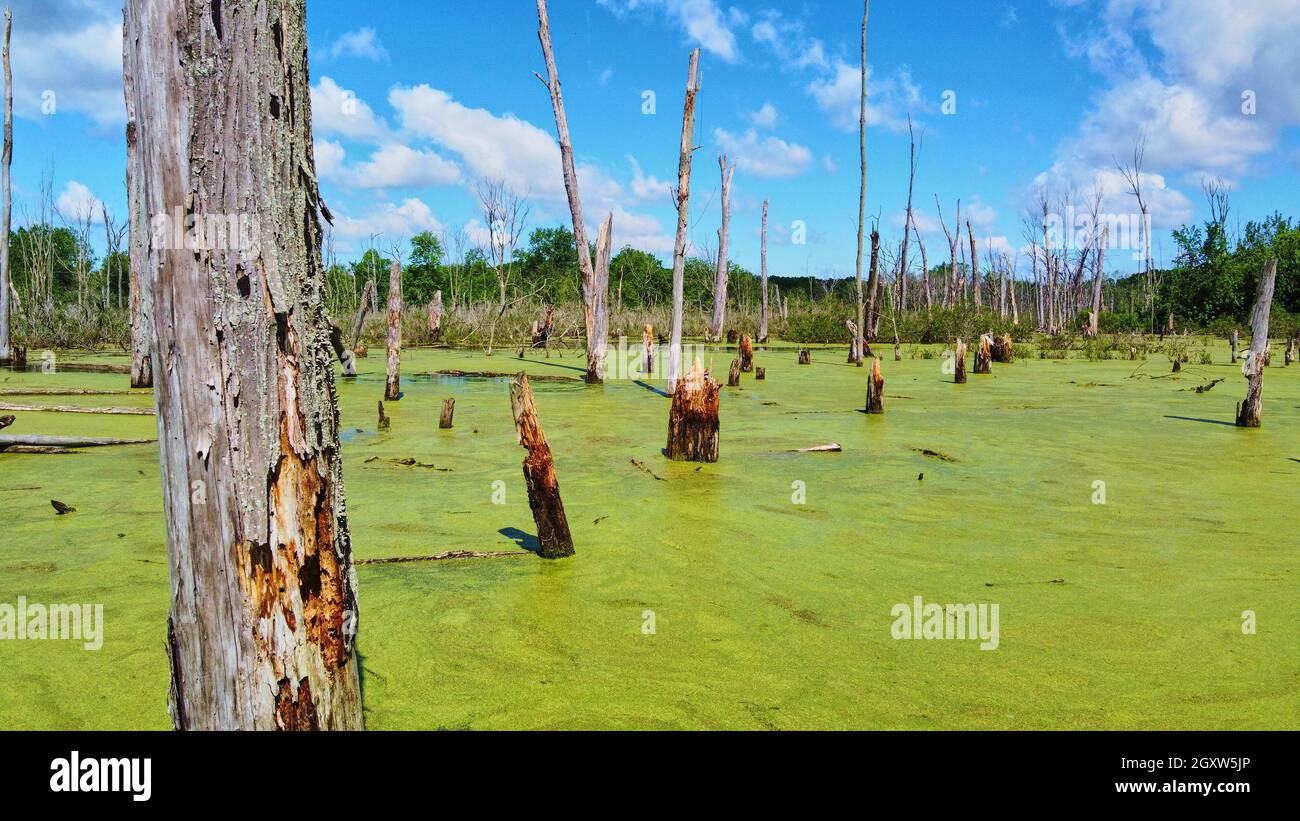 Baumstämme im Sumpf mit grünen Algen bedeckt Stockfoto