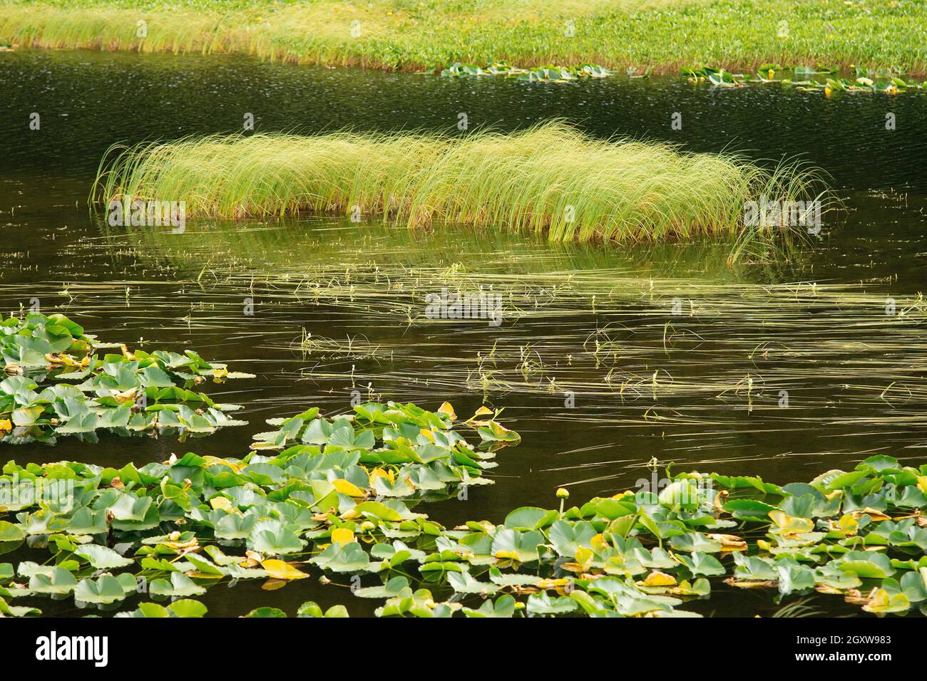 Süßwasservegetation in einem Sumpfgebiet, Kenai Peninsula, Alaska, USA Stockfoto