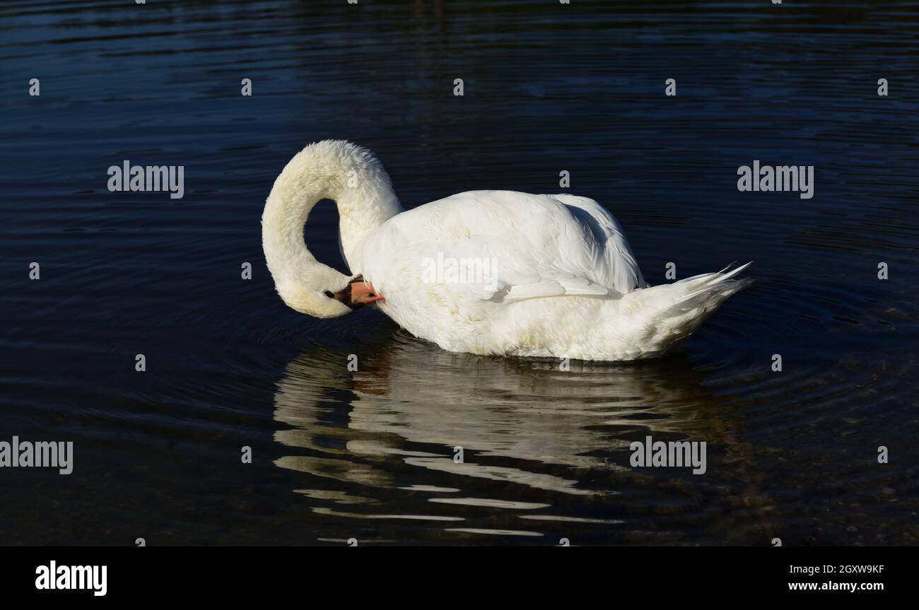 Ein mehrgefiederter weißer Schwan schwimmt im dunklen Wasser, sein Hals ist nach unten gebeugt Stockfoto