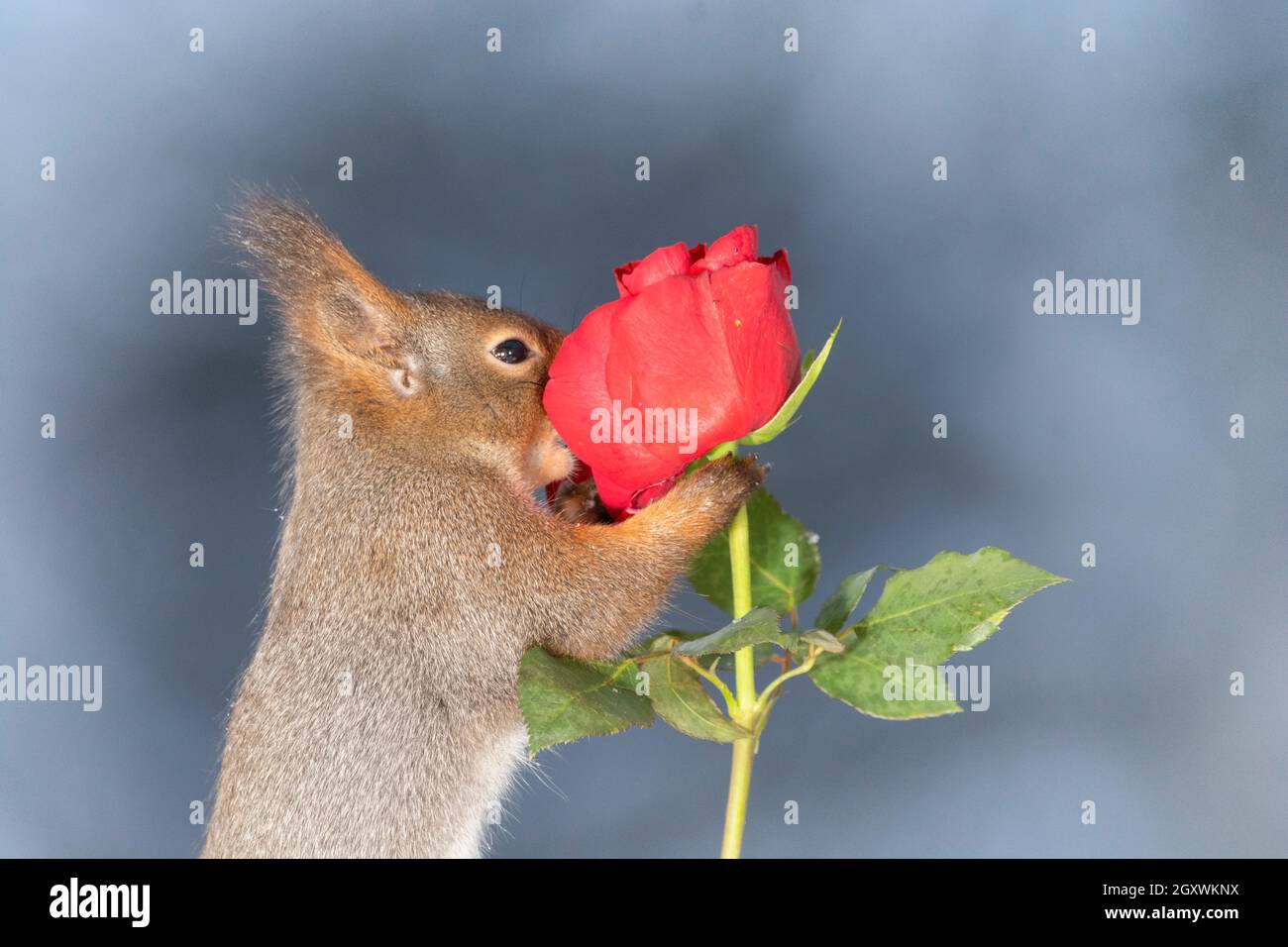 Rotes Eichhörnchen hält eine Rose Stockfoto