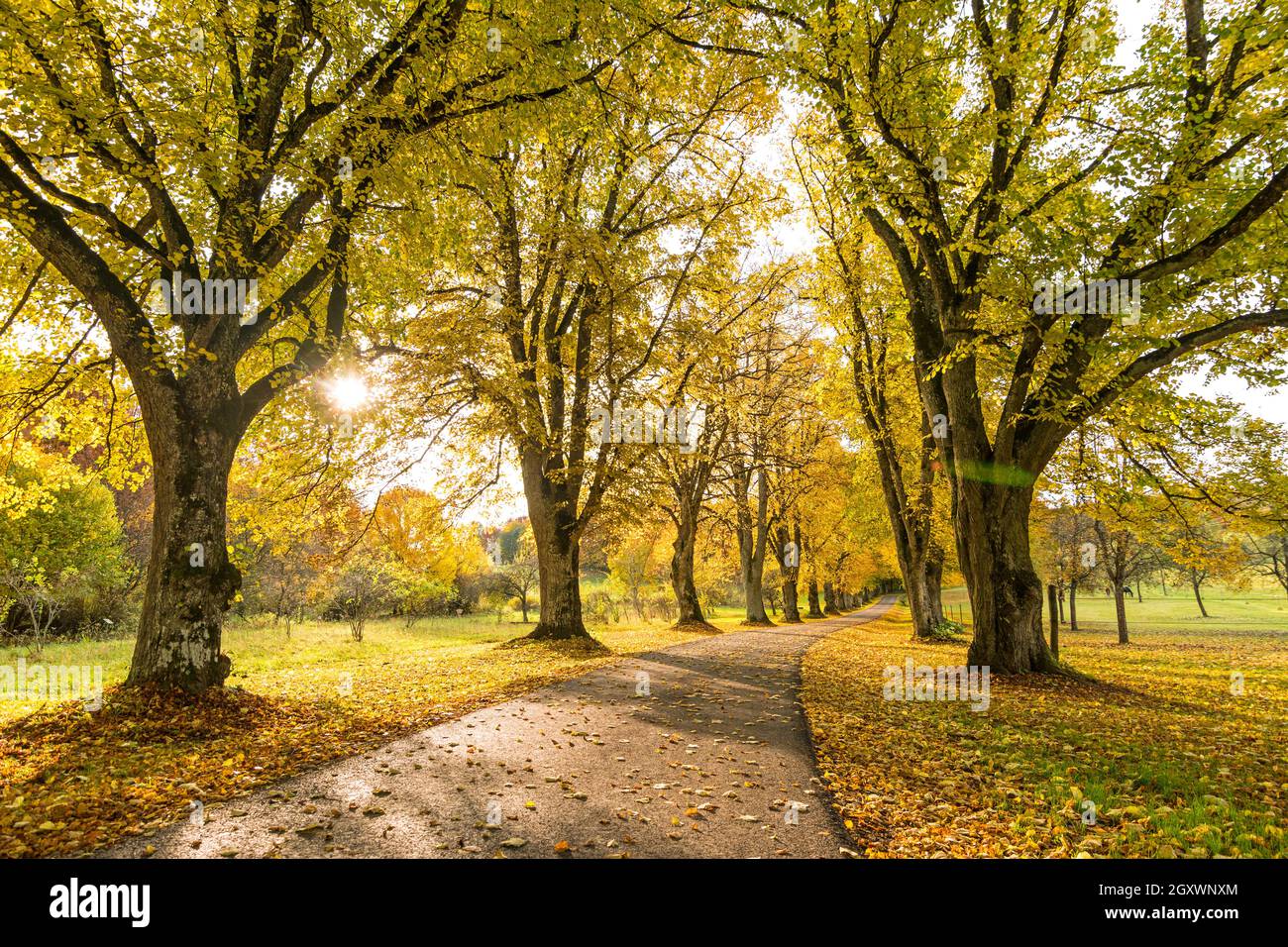 Landschaftlich reizvolle, von Bäumen gesäumte Landstraße im Herbst mit Sonne, die durch die gelben Blätter der Bäume scheint Stockfoto