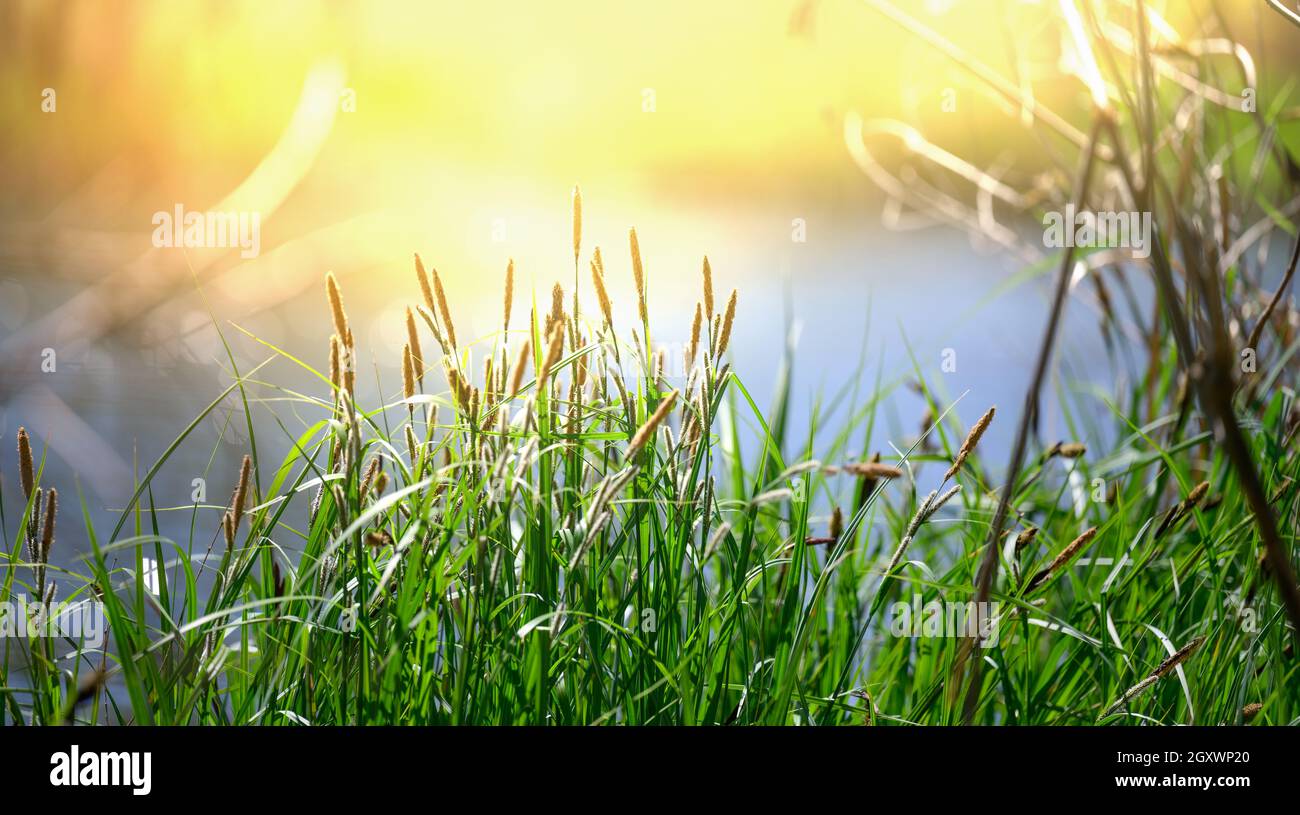 ufer des Dnjepr-Flusses mit wachsendem Schilf und Sträuchern an einem Frühlingstag sind die Strahlen der Sonne hell. Cherson Region Ukraine Stockfoto