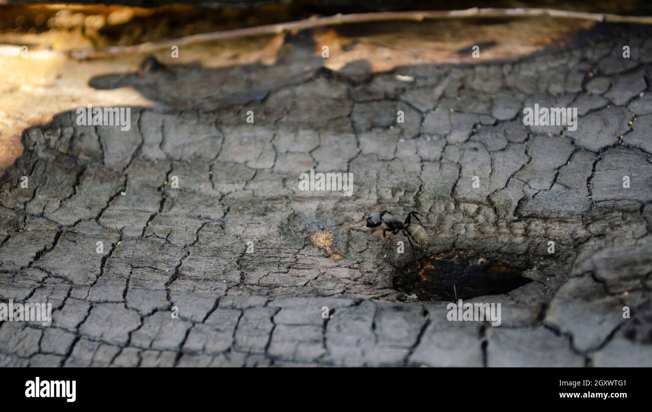 Holz und Peering aus dem Loch in Holz. Zimmermann aka Holzamant. Schwarze Ameise auf verbranntem Holz Stockfoto