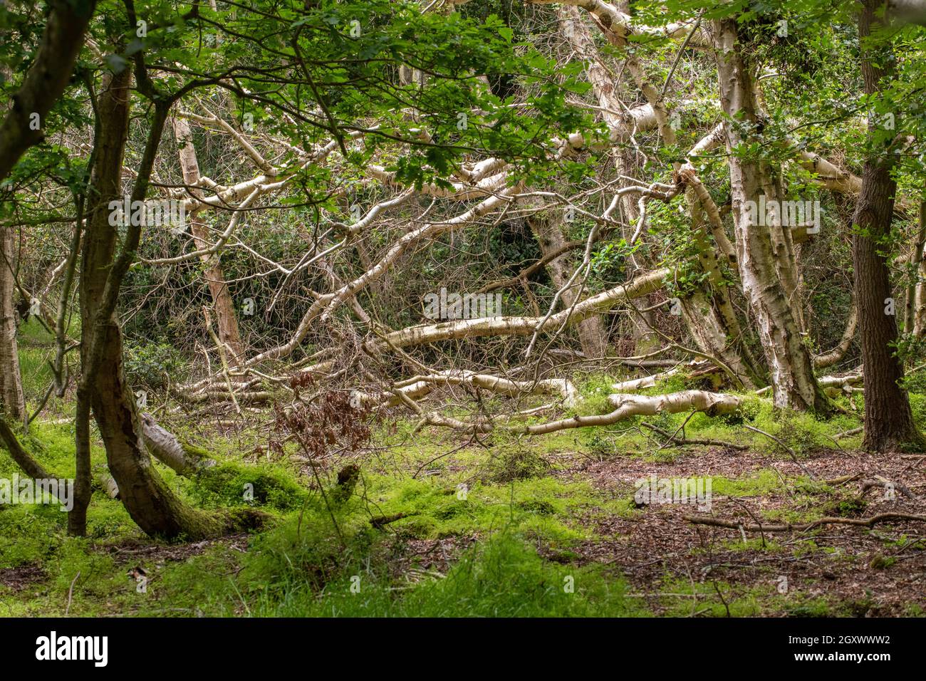 Natürliche Abfolge von Baumarten in feuchten Feuchtgebieten. Pionierart Birke (Betula pubescens), die der Eiche (Quercus robur) Platz macht. Bodenflora Stockfoto