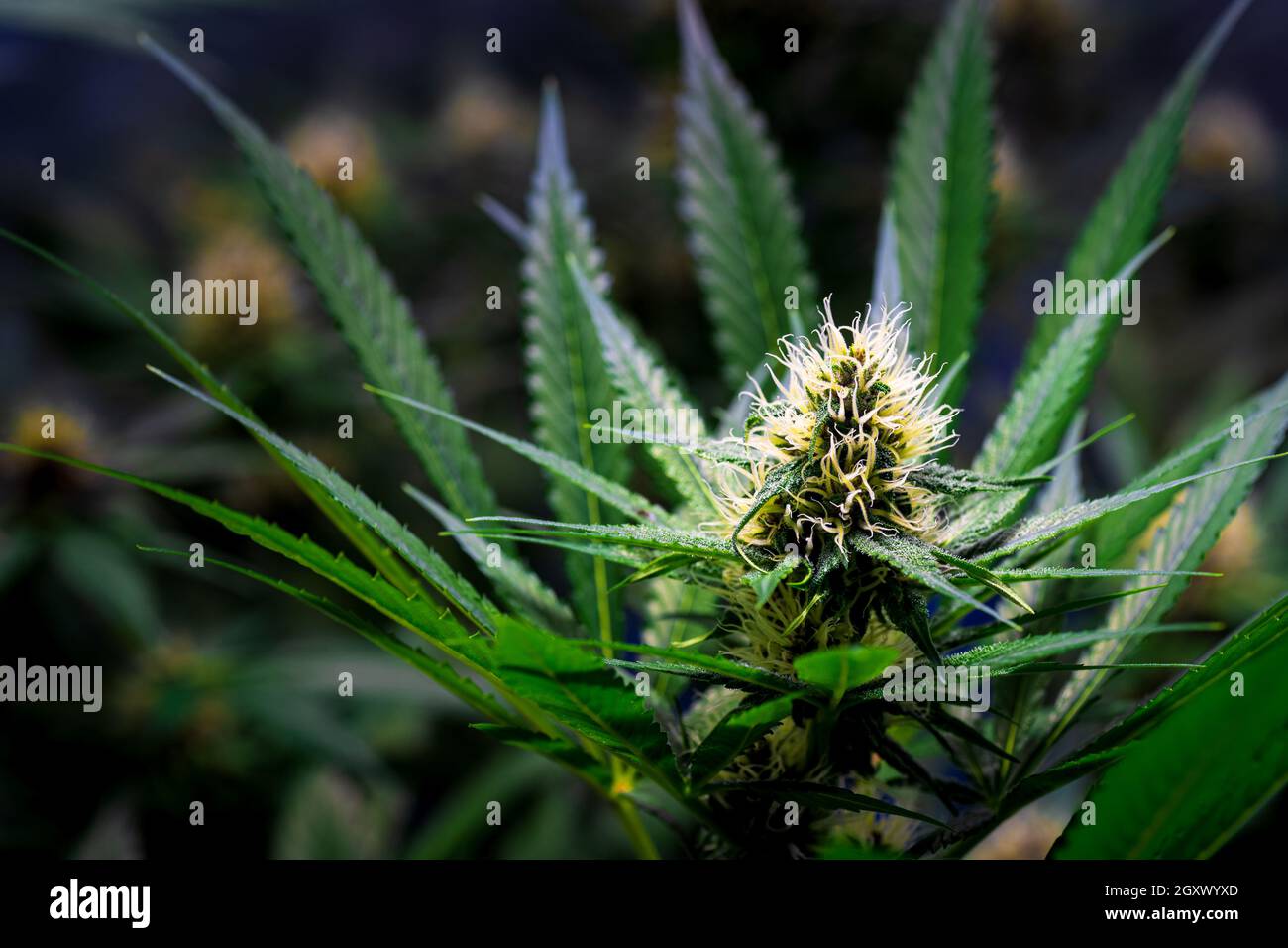 Nahaufnahme der blühenden purpurnen Kalini Asien Marihuana Pflanze mit Blumen, Cannabis Sativa Blätter, Marihuana -THC Cannabisblume und Marihuana Pflanze Stockfoto