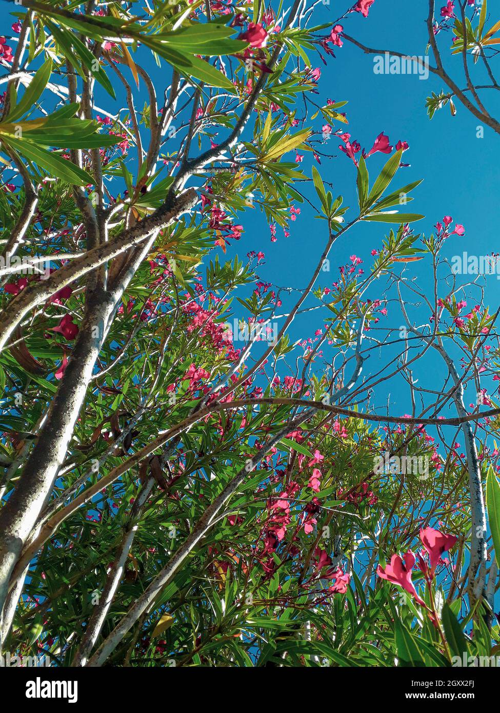 Niedrig angeschossen rote Blumen Bäume über blauen Himmel Hintergrund Stockfoto