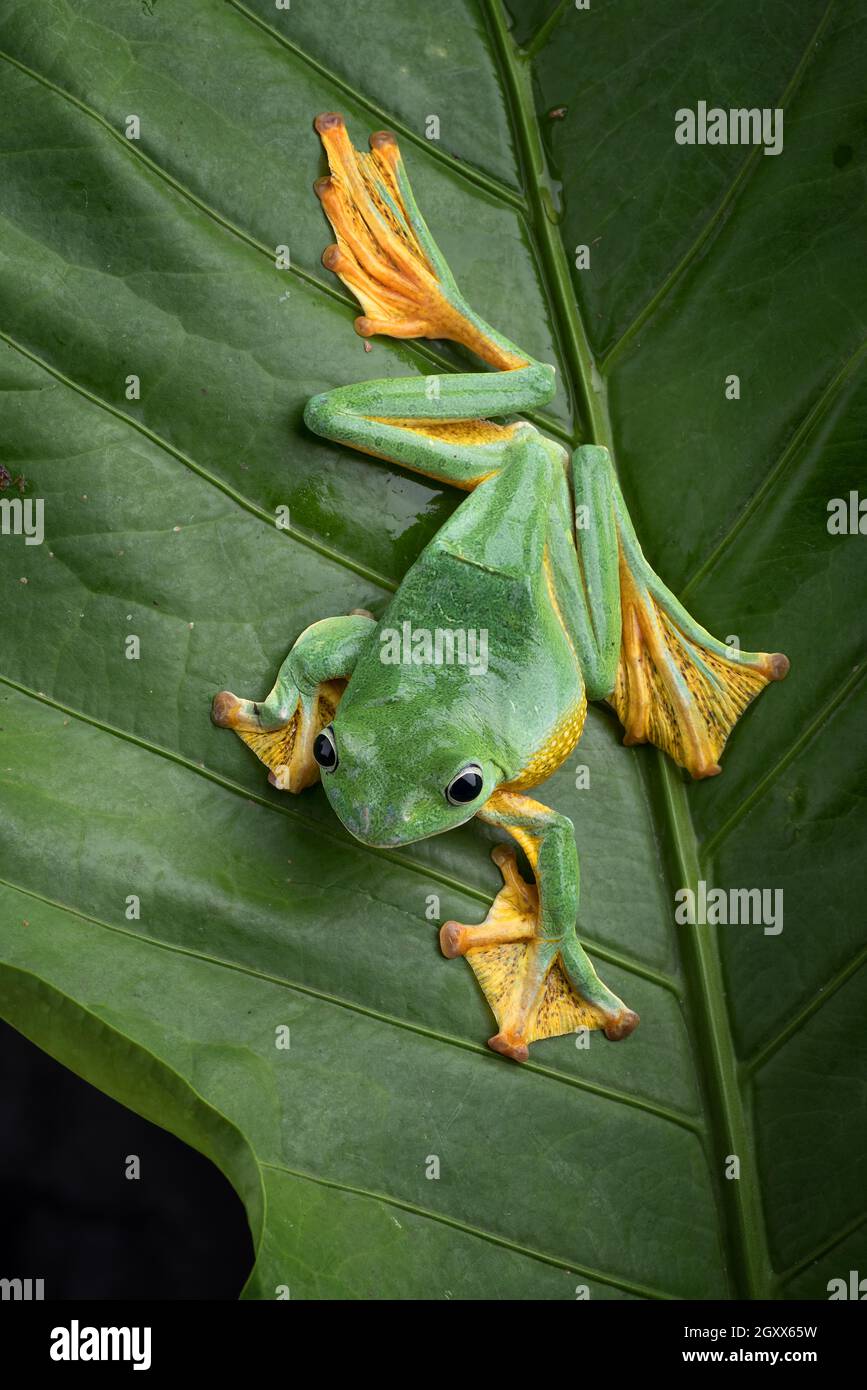 Grüne weibliche fliegende Baumfrosch auf einem Blatt sitzend, Indonesien Stockfoto