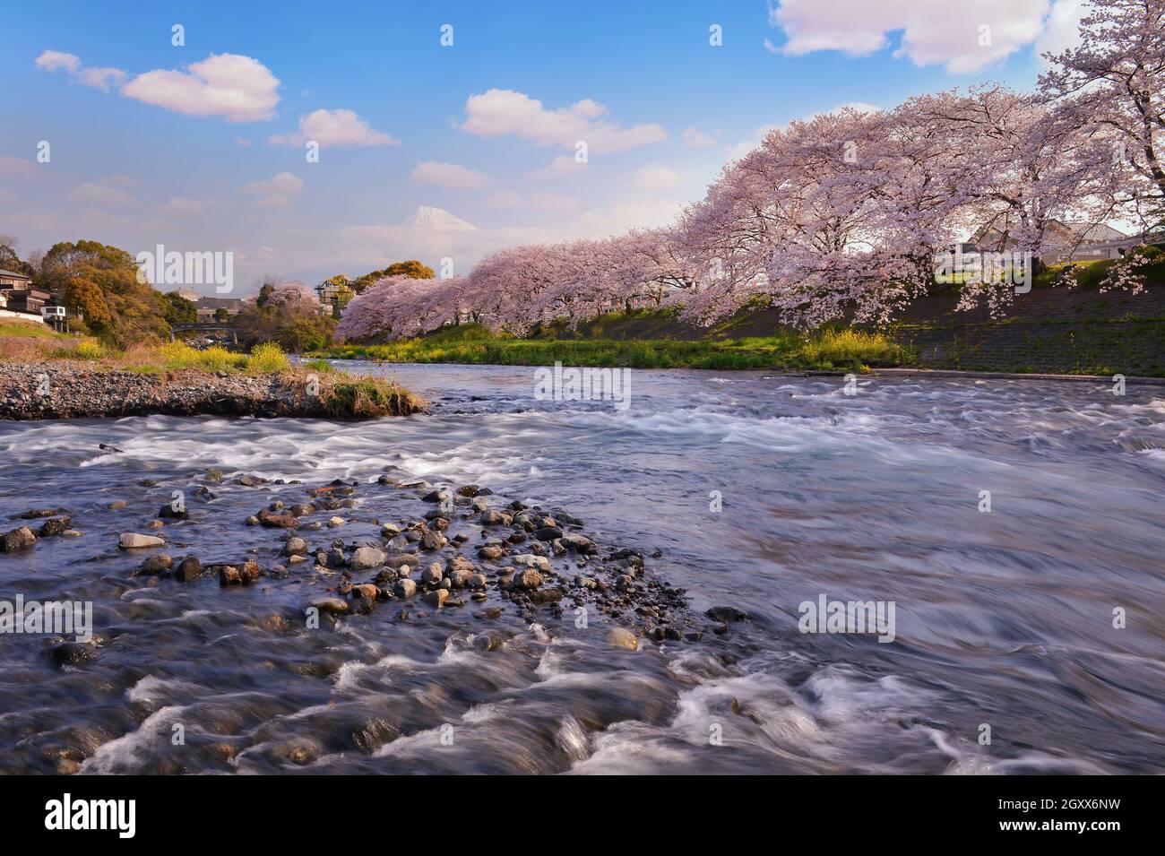 Kirschbäume am Flussufer in der Nähe des Fuji-Berges, Honshu, Japan Stockfoto