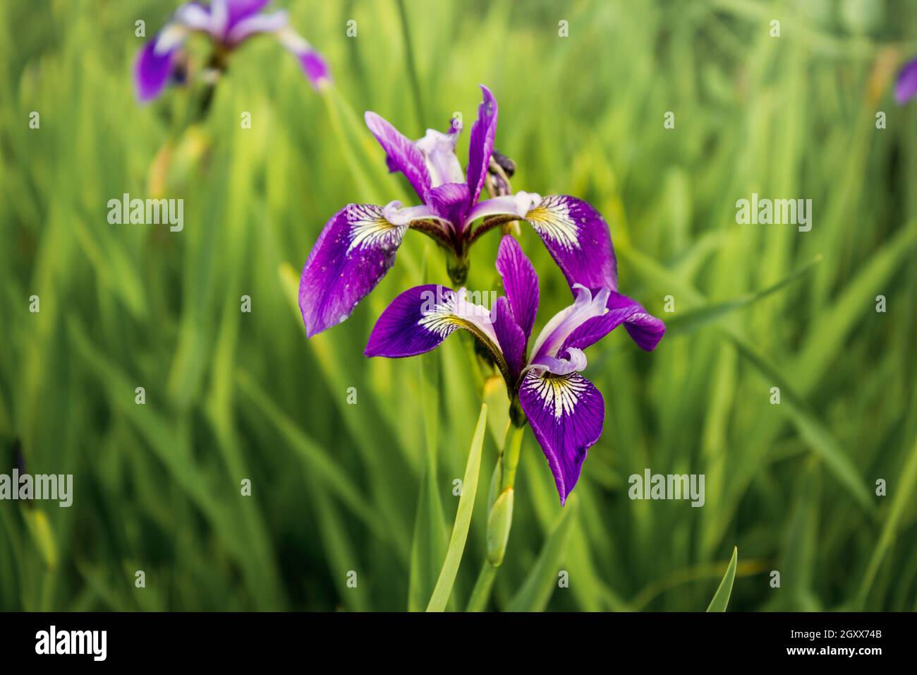 Farbige blühende Iris im Gras Stockfoto