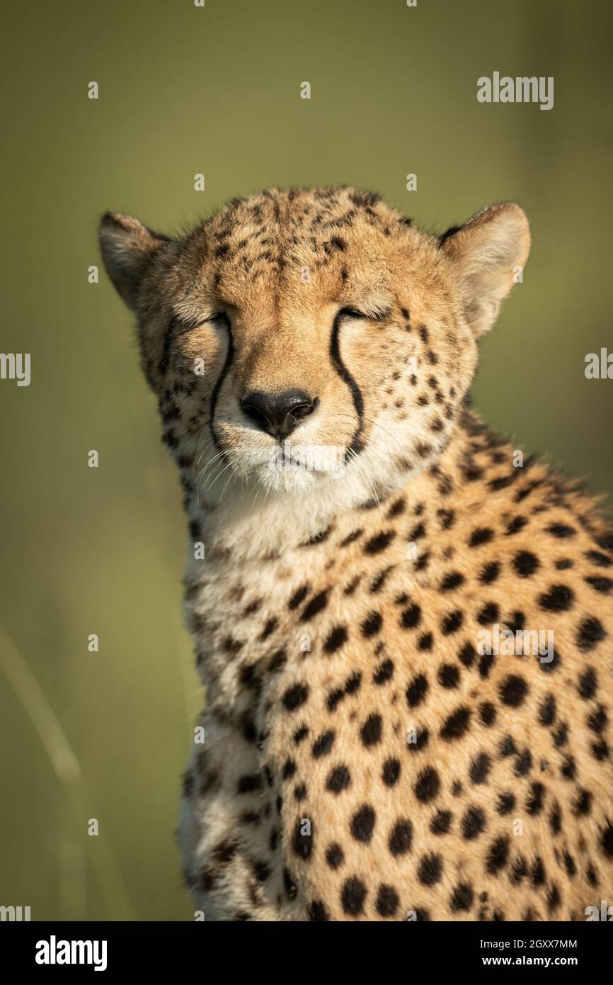 Nahaufnahme eines Geparden, der mit geschlossenen Augen sitzt Stockfoto