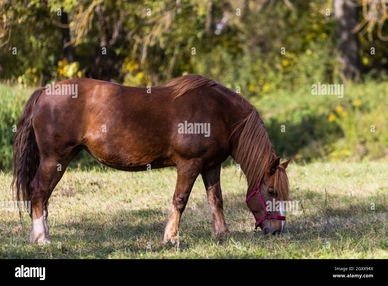 Braune Pferde grasen von einem herbstlichen Waldhintergrund Stockfoto