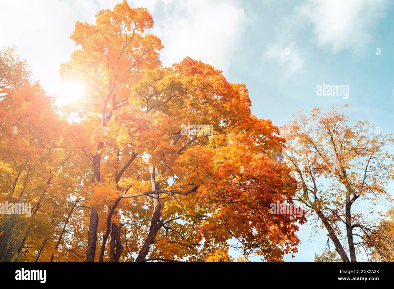 Erstaunliche Ahornbäume und Sonnenlicht mit blauem Himmel während des warmen Herbsttages. Landschaft mit gelbem hellem Ahornfolliage Stockfoto