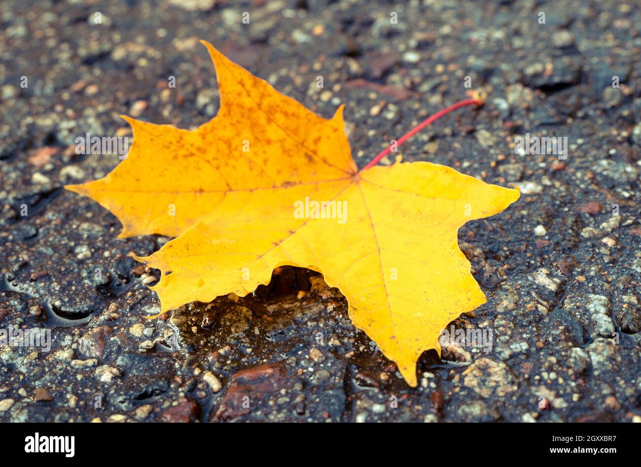 Nahaufnahme des gelben Ahornblatts auf der nassen Straße, Laubfall, saisonales Konzeptbild Stockfoto