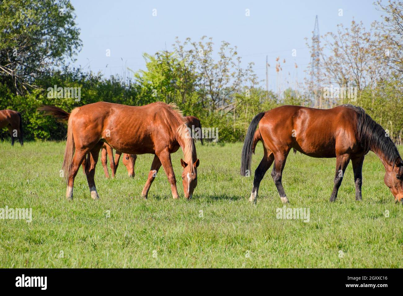 Pferde grasen auf der Weide. Koppel Pferde auf einer Pferdefarm. Walking Horses. Stockfoto