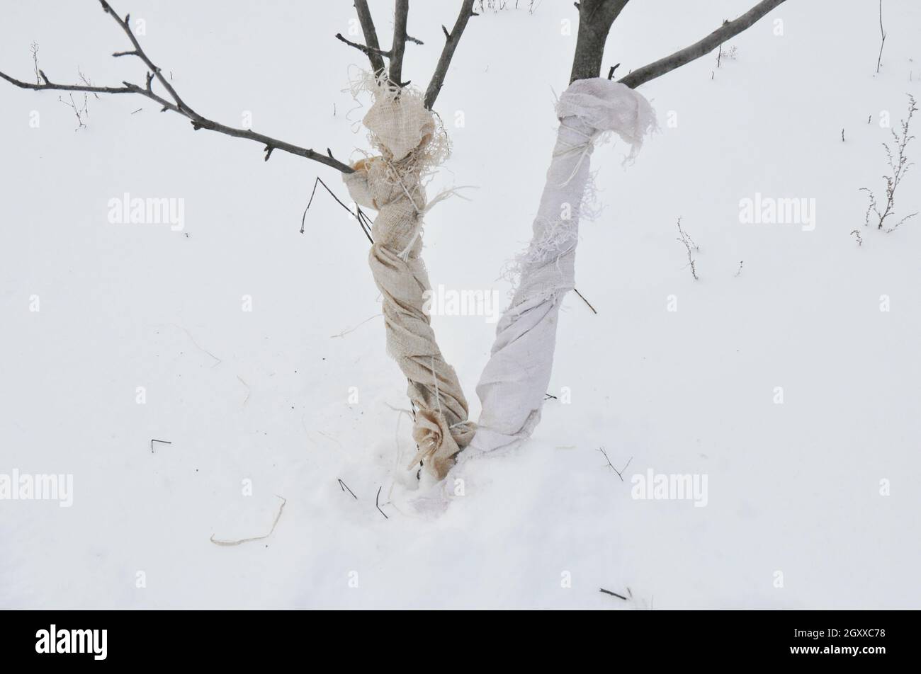 Schutz von Obstbäumen vor Tierschäden im Winter. Verhindern und Reparieren von Tierschäden an Bäumen Stockfoto