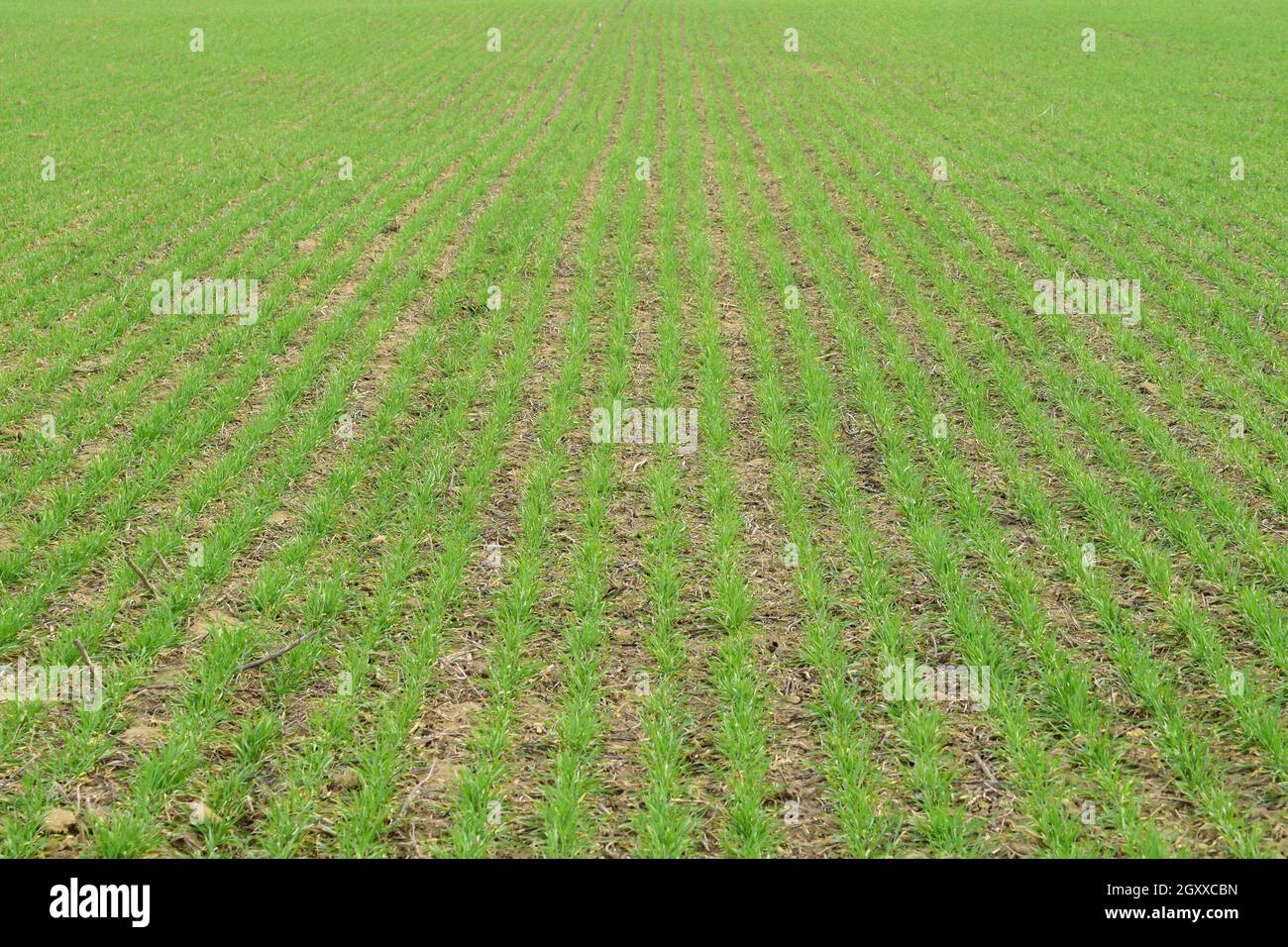 Frühling Winter Weizenfeld. Triebe von Weizen in einem Feld auf dem Boden. Anbau von Getreide. Stockfoto