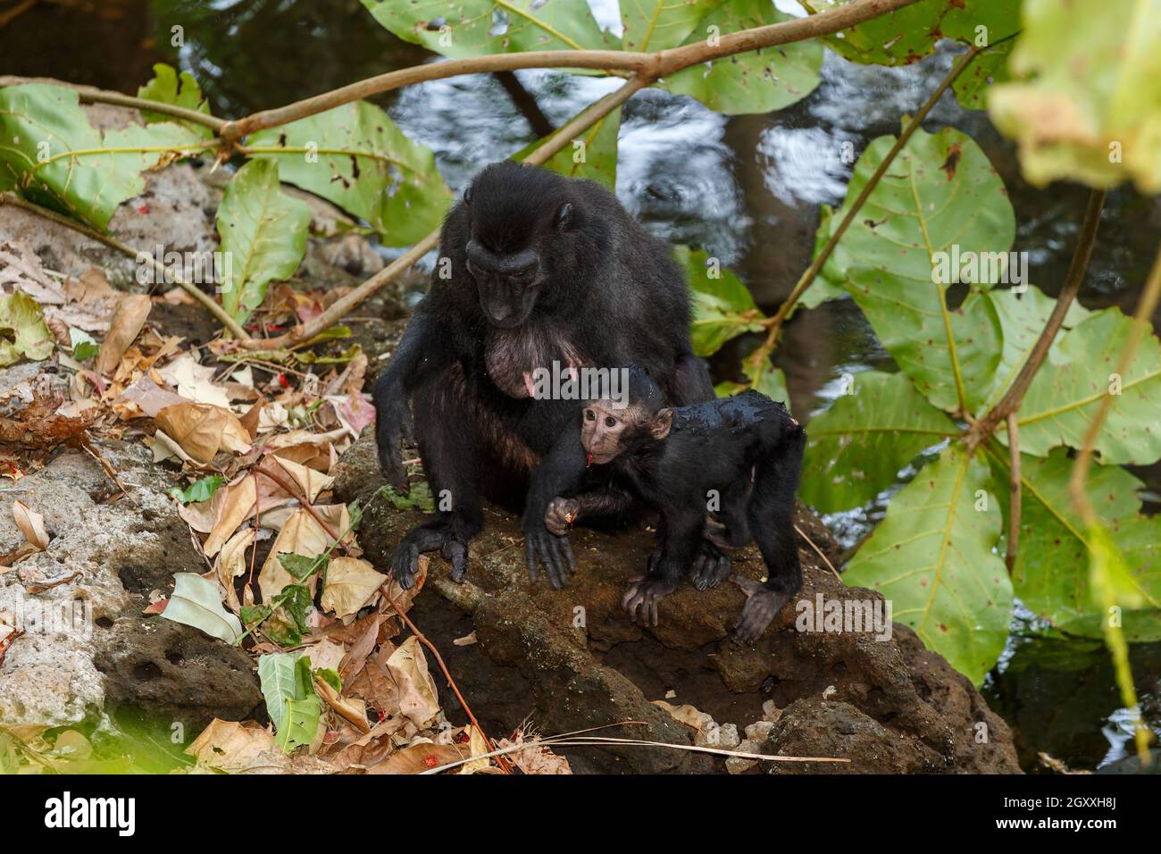 Endemischer Affe Celebes Haubenmakak (Macaca nigra) bekannt als schwarzer Affe, Mutter mit Baby im Regenwald, Tangkoko Nature Reserve in Nord-Sulawesi Stockfoto