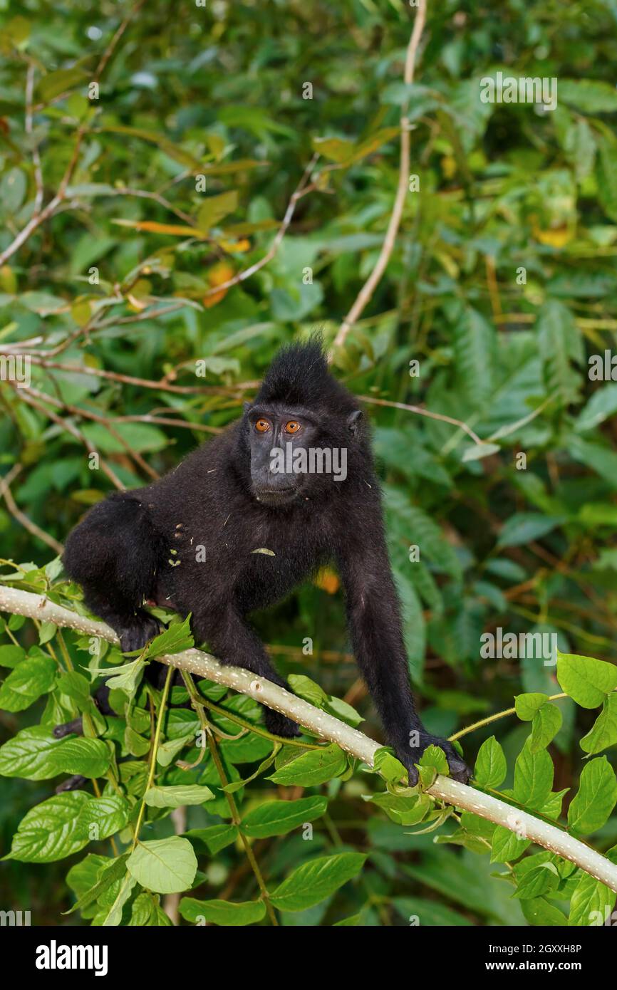 Endemischer Affe Celebes Haubenmakaken (Macaca nigra), bekannt als schwarzer Affe auf Baum im Regenwald, Tangkoko Nature Reserve in Nord-Sulawesi, Indonisch Stockfoto