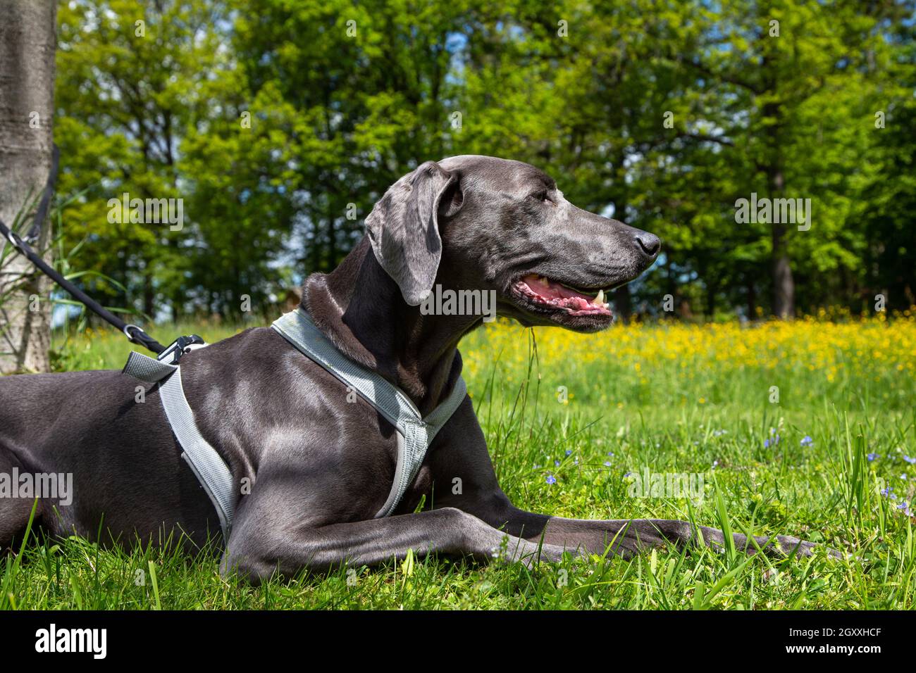 Schöner Weimaraner Haustier Hund liegt auf einer grünen Wiese Stockfoto