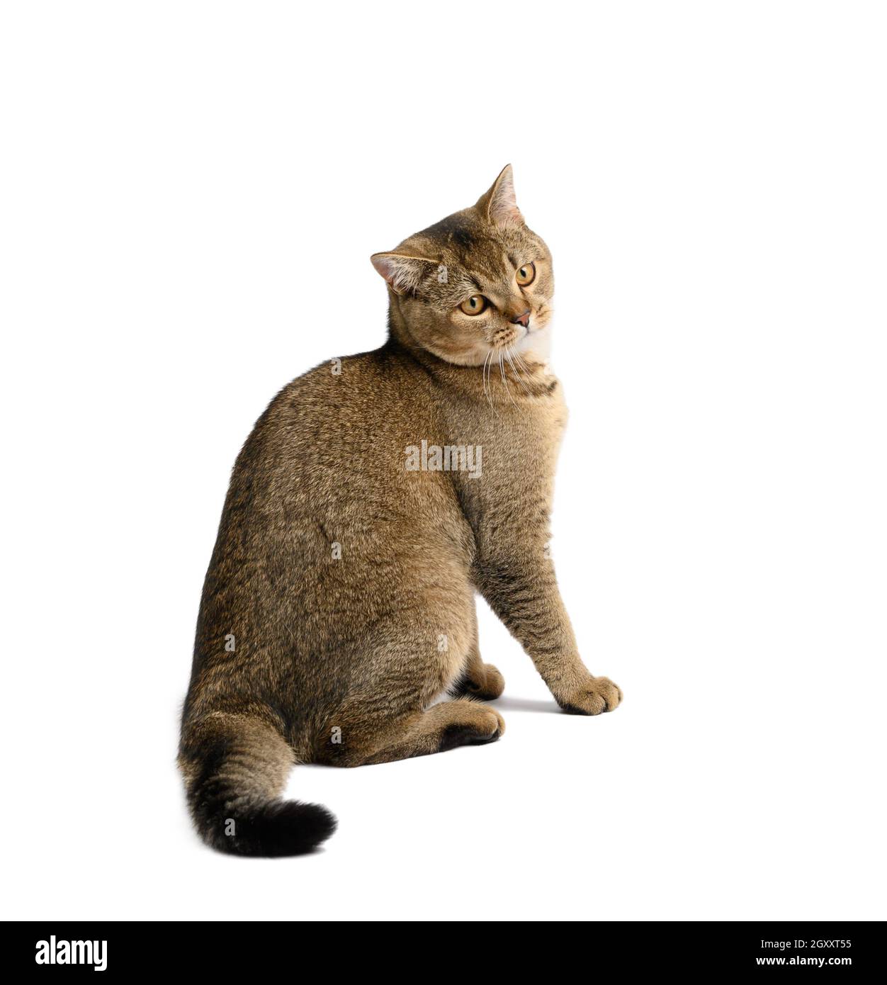 Erwachsene graue schottische gerade Katze sitzt auf einem weißen isolierten Hintergrund, Blick zur Seite Stockfoto