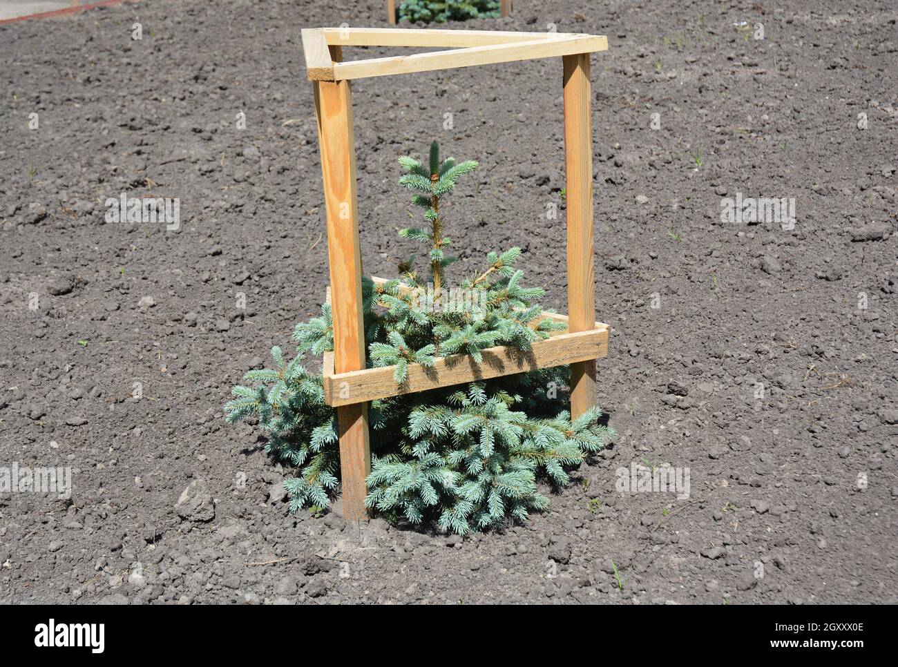 Picea pungens cone Fotos und Bildmaterial in hoher Auflösung Alamy