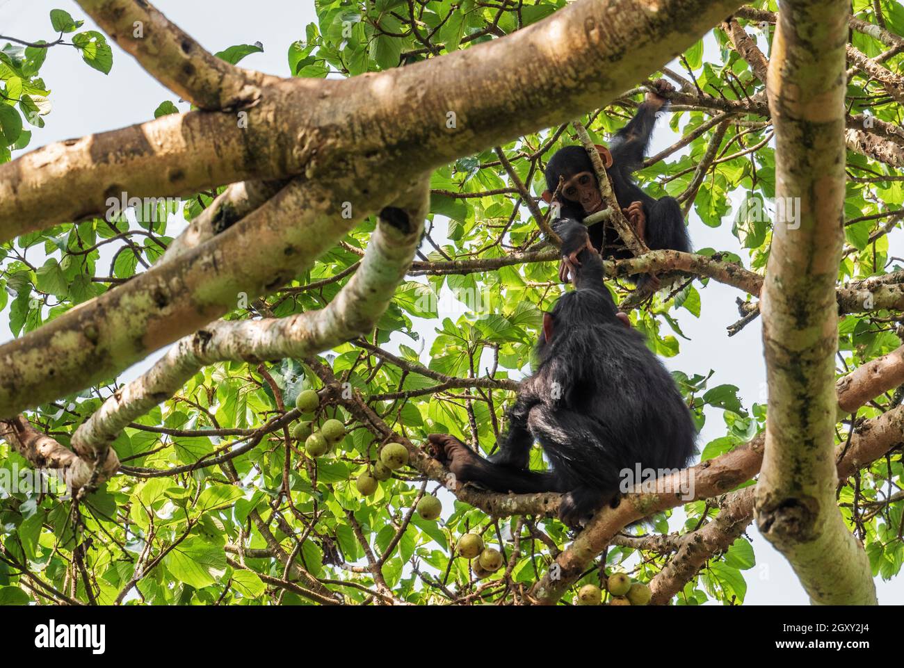 Gewöhnlicher Schimpansen - Pan troglodytes, beliebter großer Affe aus afrikanischen Wäldern und Wäldern, Kibalewald, Uganda. Stockfoto