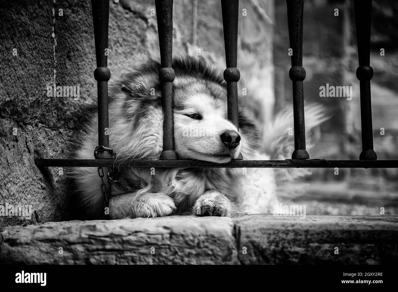 Sibirischer Husky Hund spielt auf der Straße, Haustiere, Haustiere Stockfoto