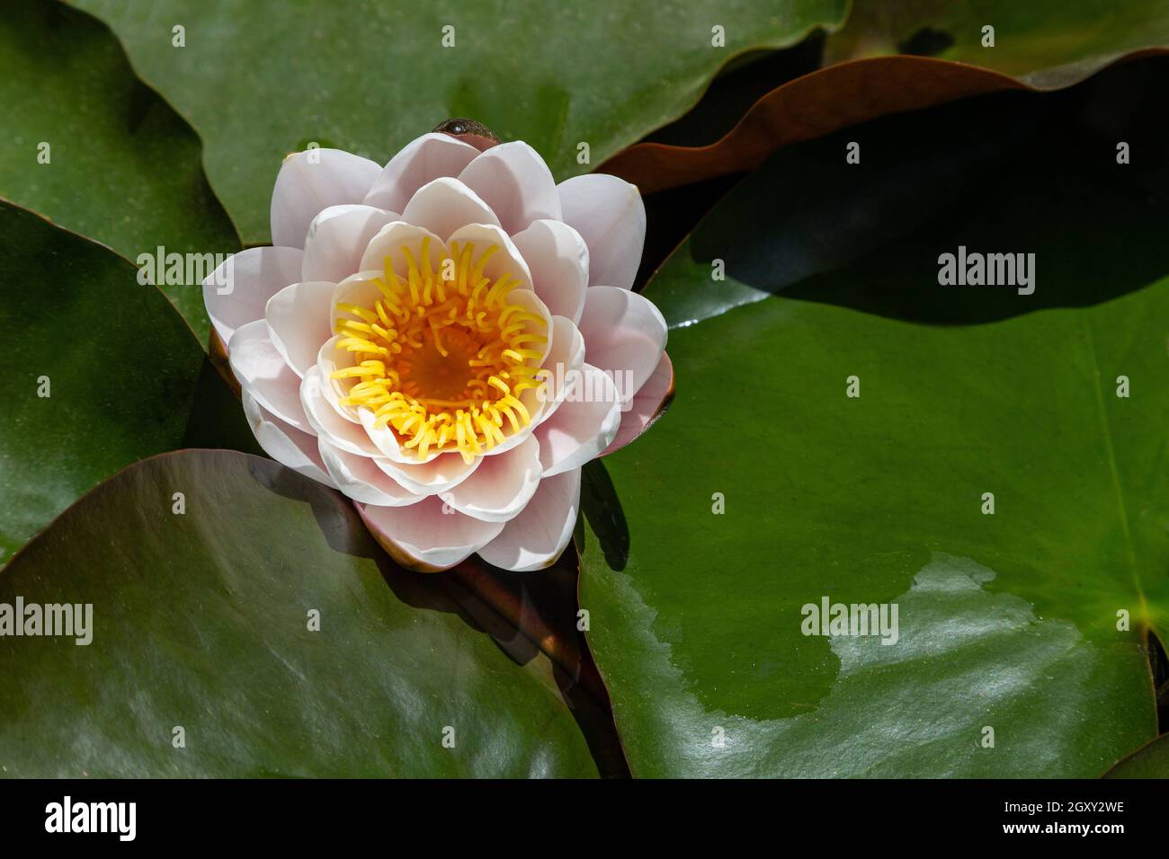 wildes Wildwasser lilli mit Blättern am sonntag am Pool Stockfoto