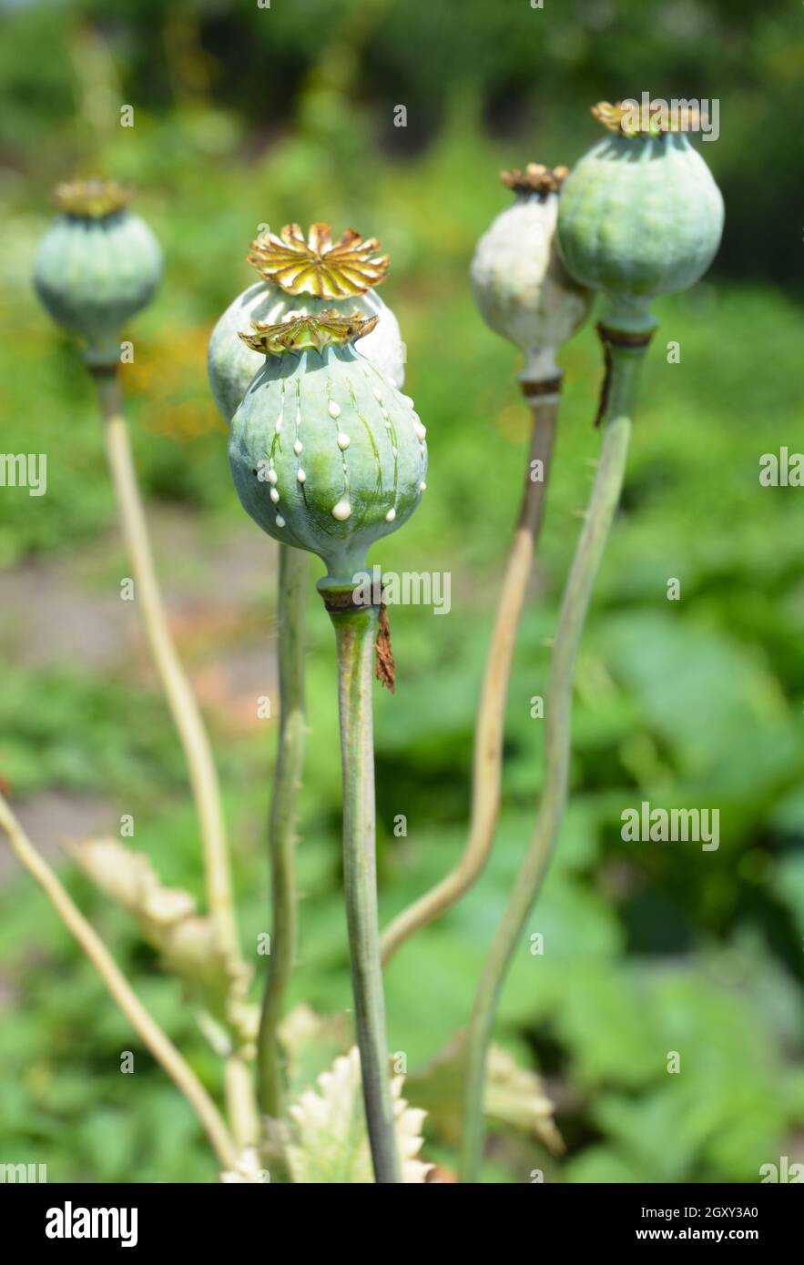 Opiumproduktion in Afghanistan. Anbau Von Afghan-Opium-Mohn. Stockfoto