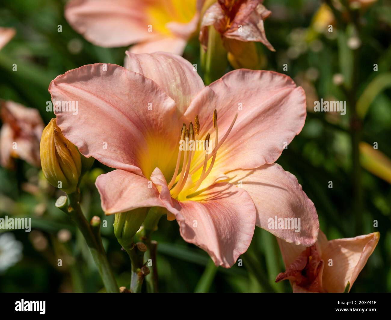 Nahaufnahme eines schönen Pfirsich Hemerocallis Tageslilie Blume und Knospen, Sorte Barbara Mitchell, in einem Garten Stockfoto