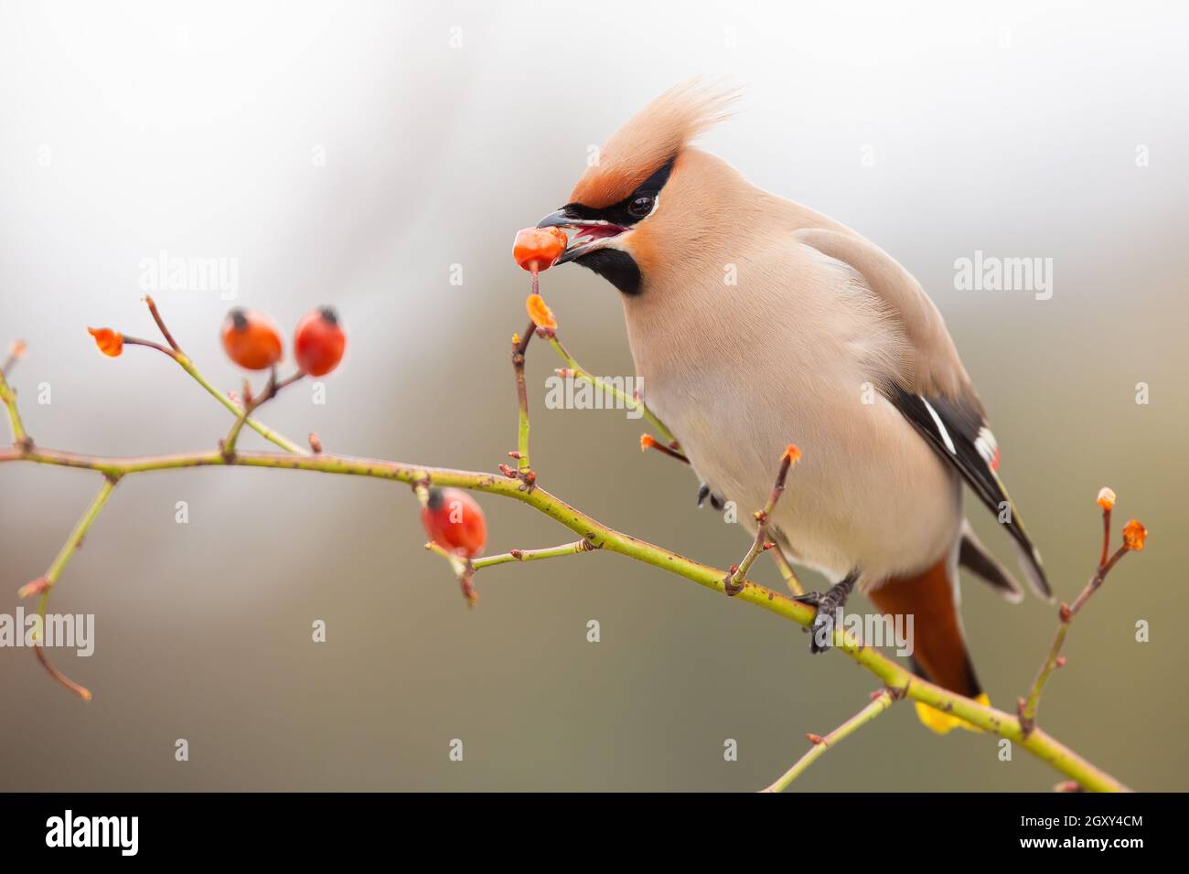 Schöner böhmischer Wachsflügel, bombycilla garrulus, der im Winter gefrorene Hagebutte aus dem Busch frisst. Vögel füttern sich selbst in winterlicher Landschaft. Gefiedertes Tier ho Stockfoto