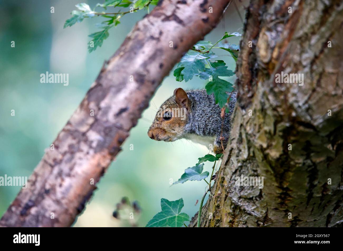 Freche graue Eichhörnchen versteckt in einem Baum Stockfoto