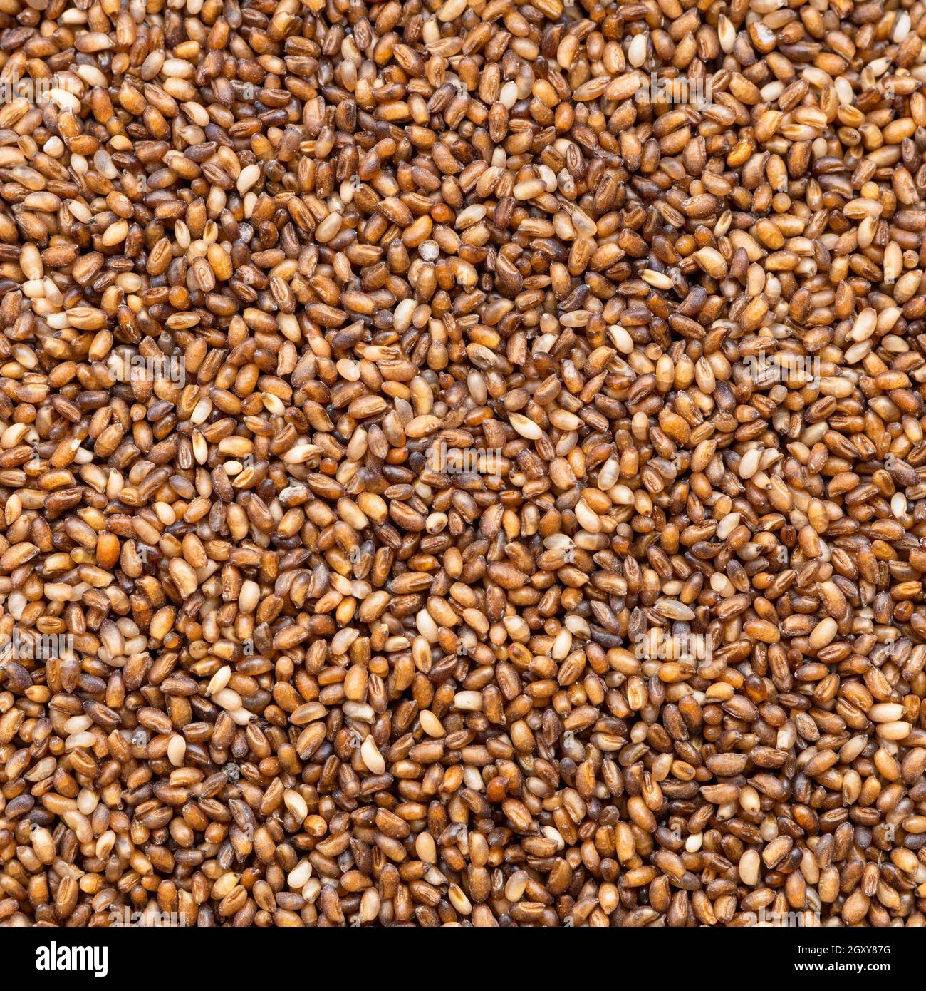 Quadratische Lebensmittel Hintergrund - Vollkorn-Teff-Samen aus der Nähe Stockfoto