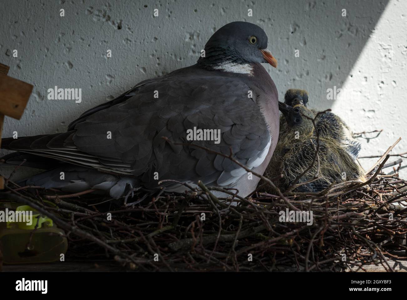 Die gewöhnliche Waldtaube (Columba palumbus) in einem Nest mit Küken. Stockfoto