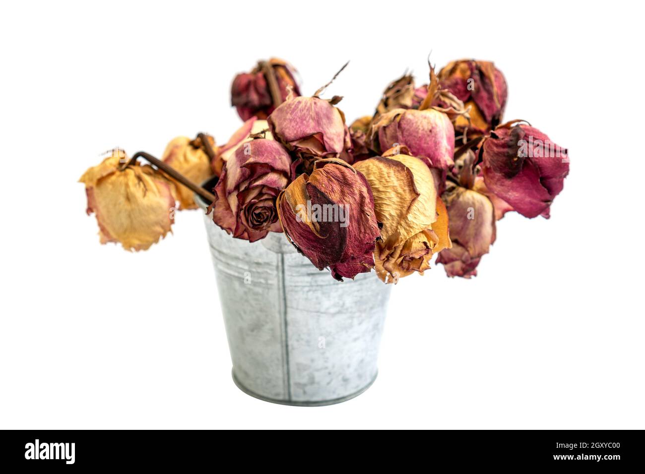 Strauß toter verwelkter Rosen in Aluminium-Eimer isoliert auf Weißer Hintergrund Stockfoto