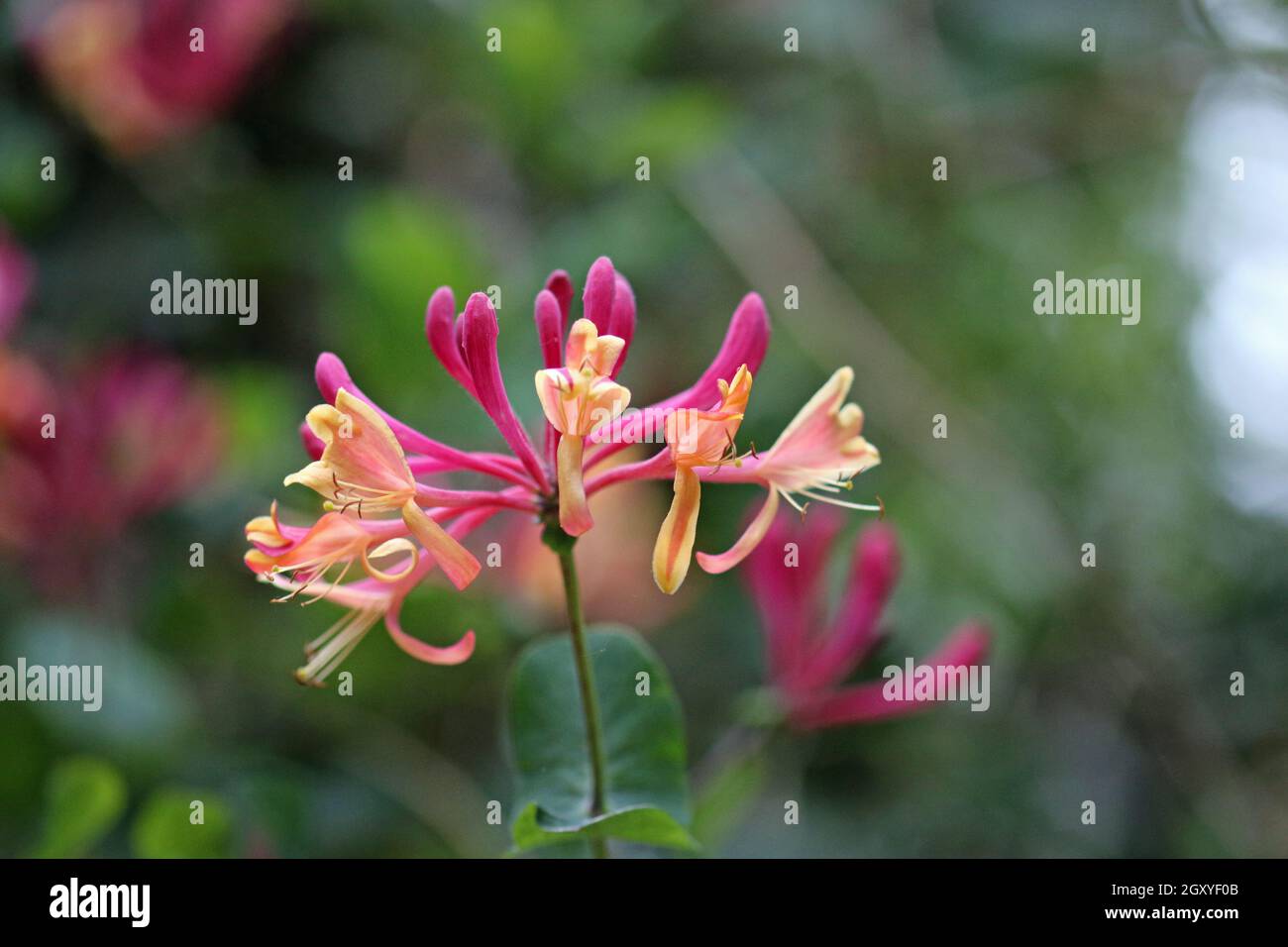 Rosa und gelbe Geißblatt, Lonicera periclymenum, Blüten mit einem dunklen unscharfen Hintergrund aus Blättern und Blumen. Stockfoto