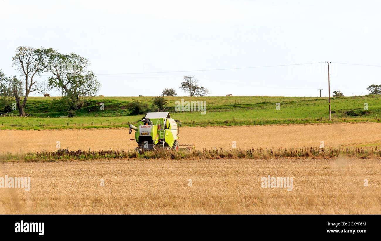 Glencaple, Schottland - 18. September 2020 : Claas Combine Harvester Ernte eine Ernte von Gerste Stockfoto