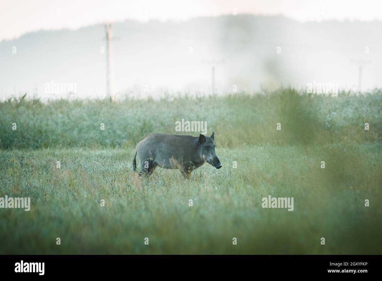 Wildschwein ( Sus scrofa ) in der wilden Natur während des Herbstmorgens auf der Wiese. Nützlich für die Jagd auf Zeitschriften oder Nachrichten. Colorulf Bild von wildem Tier. Stockfoto